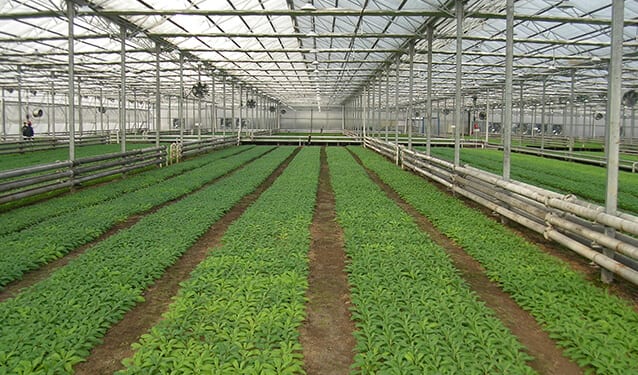 Commercial Greenhouse image